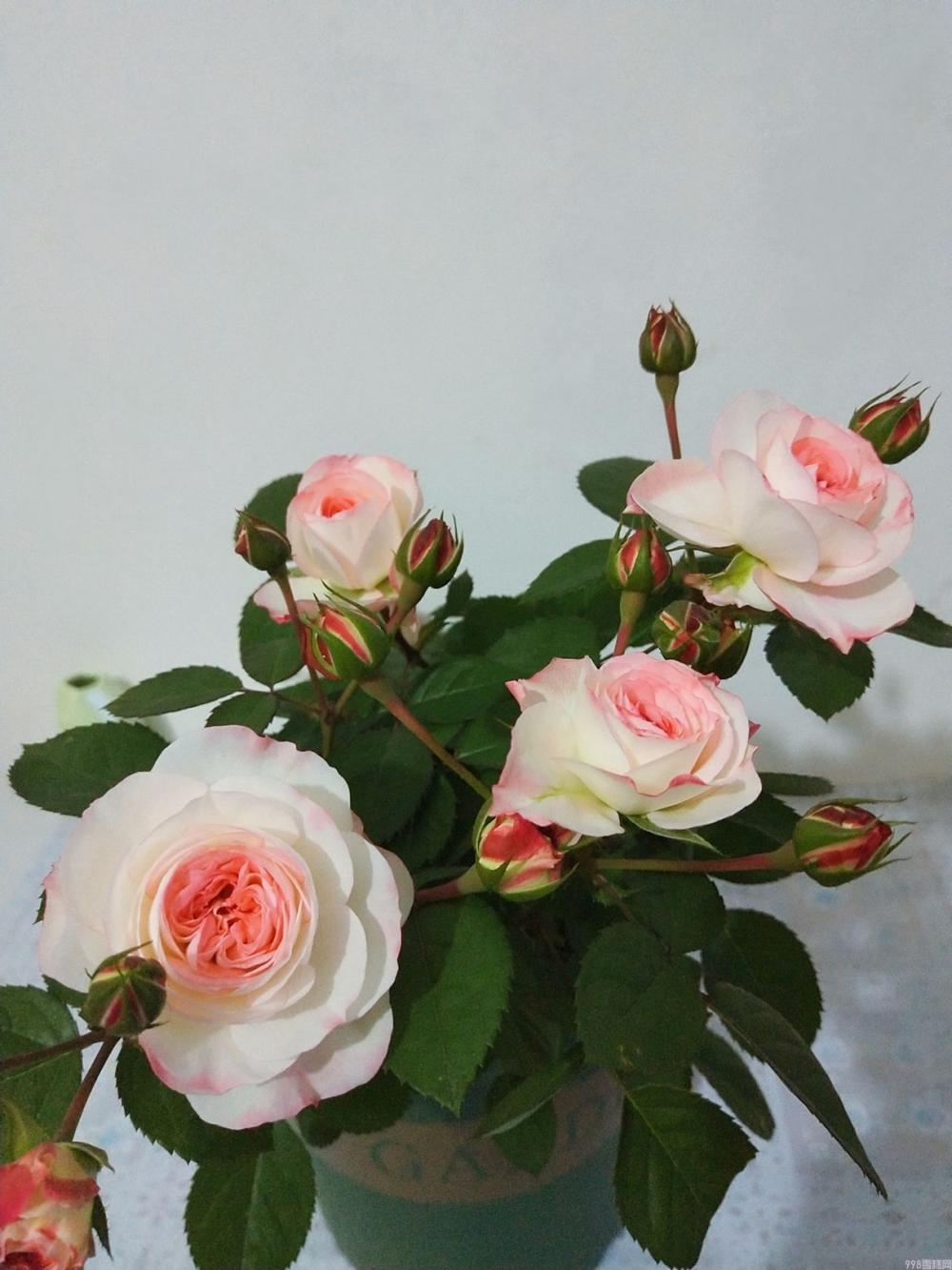 可爱多多少钱（解析可爱多基本信息）(1)