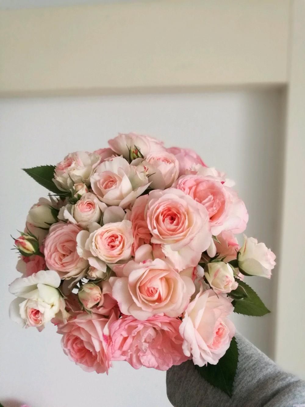 可爱多多少钱（解析可爱多基本信息）(6)