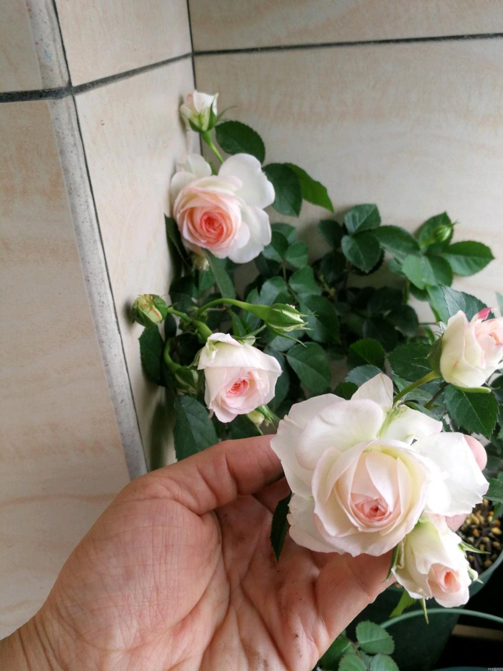 可爱多多少钱（解析可爱多基本信息）(7)